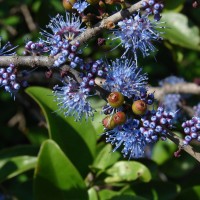 Memecylon umbellatum Burm.f.
